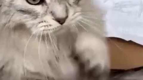 The Cute Cat Enjoying The Funny Song