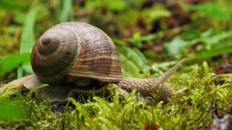 1080 HD Snail Slow Relax forest rain green grass water drops sleep nice loop best snail