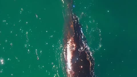 Whale Drone View - AI Generated Art, Images, Videos