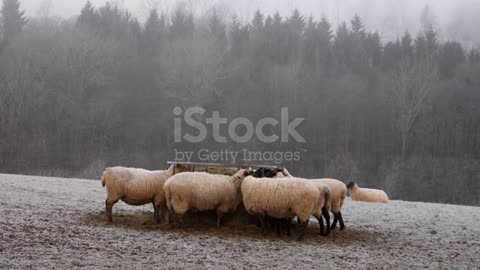 Sheep feeding in winter.