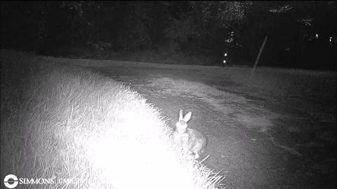 Backyard Trail Cams - Rabbits in the Driveway