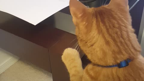 Cat extremely fascinated by home printer