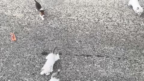 Guy Saving a Kitten Gets Ambushed by a Group of Them