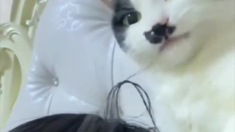 Cat realizes bathing their owner won't be an easy task