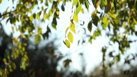 Nightingale song - relaxing bird sounds