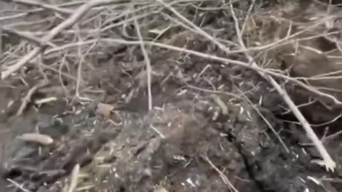 Azov suffer heavy losses near Bakhmut: footage of the evacuation of the wounded