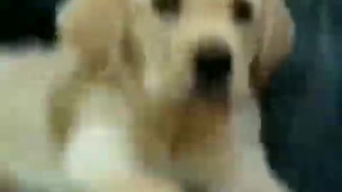 Cutest Labrador Dog