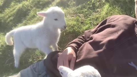 funny lamb || cute lamb need attention