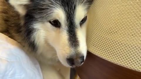 Curious Dogs Watch Over Newborn Baby! They Try To Mother Him!!