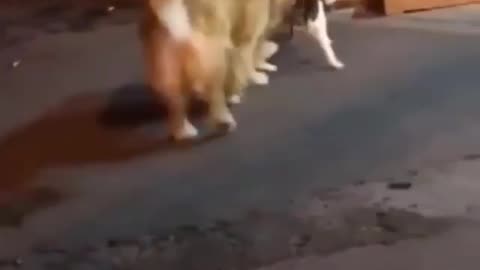 CUTE AND FUNNY DOG AND CAT VIDEO 😂🤣