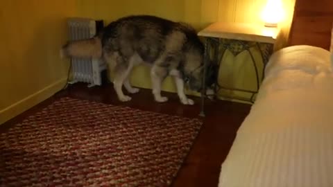 What its Like Sharing a Bedroom With Giant Husky!