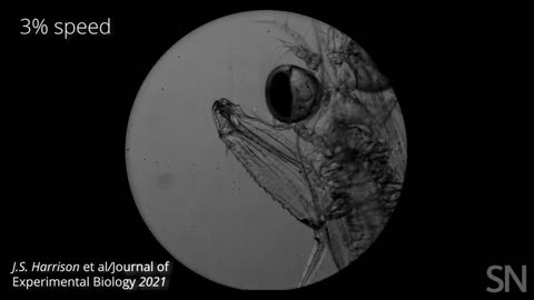 Watch a baby mantis shrimp punch in slow motion | Science News