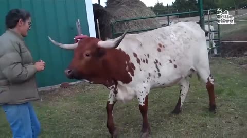 Funniest Farm Animals