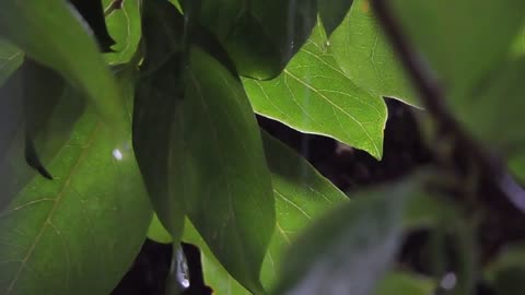 Nature's Raindrop Serenade: Leaves in the Rain