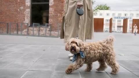 dog and beautiful Talkies very cool 🥰