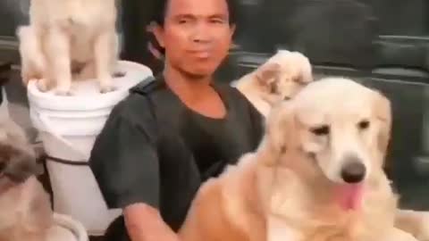 Video by dog funny videos