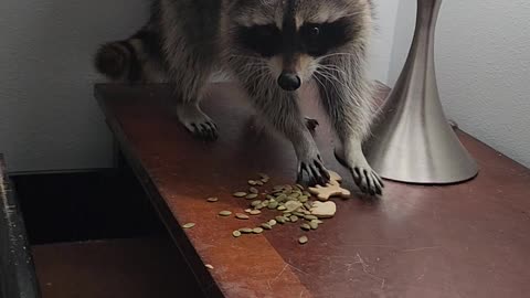 Pet Raccoon Sniffs Out Snacks