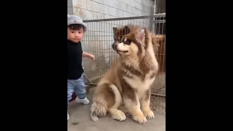 New Funny Animals 😂 Funniest Cats and Dogs Videos 😺🐶