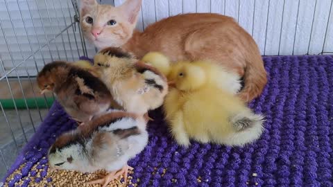 cute kitten invites ducklings to play togethe