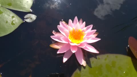 Water Lily