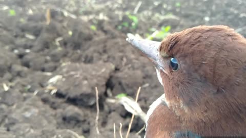 kingfisher Bird Reaction 🤩