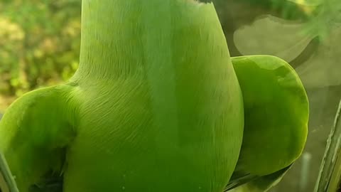 Cute 🐦 Birds