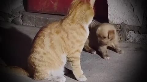 Funny video Cat and dog are best friends :))