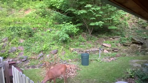 NW NC at The Treehouse 🌳 Meet Lady’s newest fawn Nutmeg . It’s her fourth baby in four years