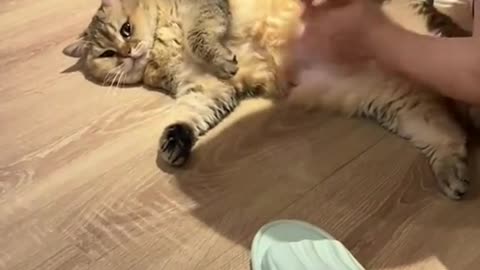 catsoftiktok