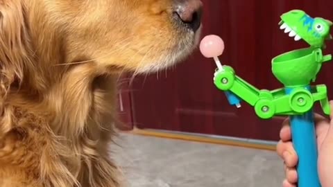 Funny Golden Moment Funny Animal Videos