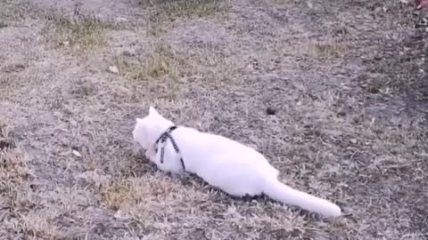 Daily life of big white cat