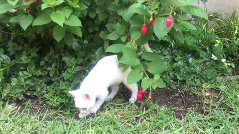 A white kitten playing with a flowering plant