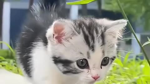 New Funny Animals 😂 Funniest Cats and Dogs Videos 😺🐶 2023 #cutepets #cute pets