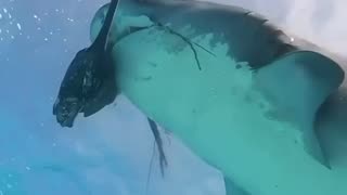 shark eating swordfish