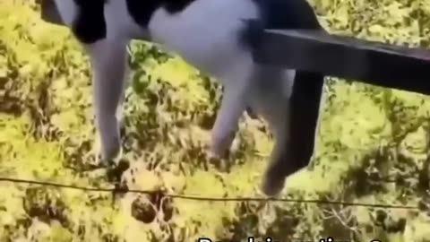 Funniest cats🐱In The World😂 Funny and Fails Pets Video #shorts #54 #cats #funny #animals