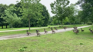 Canada Geese grande clan is back 😊