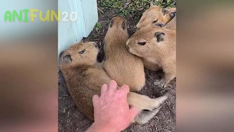 best funniest animal videos 2023🤣 _ funny cat videos😹 _ funny dogs videos🐶 Ep.2