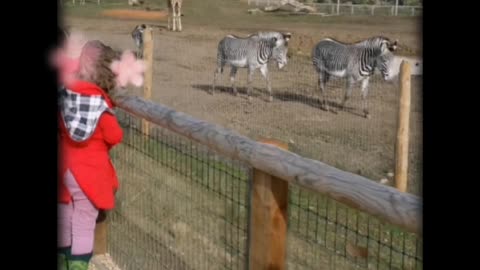 February 2017 Ayrton's birthday at Yorkshire Wildlife Park part 1