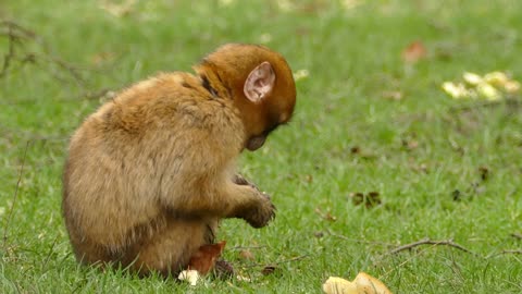 This greedy little monkey, eating bread, looks very delicious