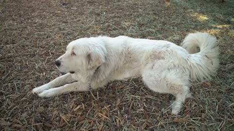 Dog Lying on the Ground