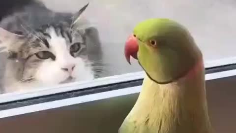 Watch Cat and parrot talking to each other