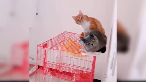 cat fuuny video