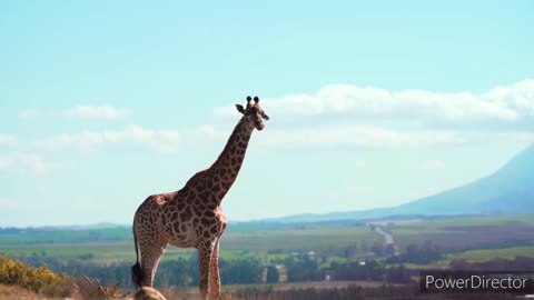 Nature's Tranquil Duo: Relaxed Lion and Majestic Giraffe Amidst Serenity