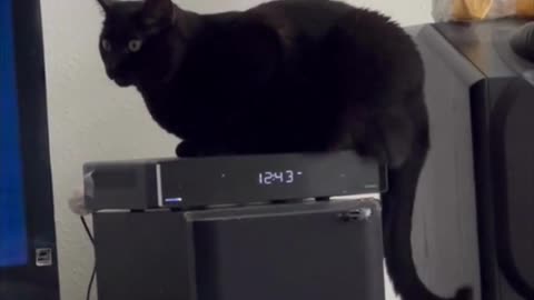 Adopting a Cat from a Shelter Vlog - Cute Precious Piper Uses the New Cable Box #shorts