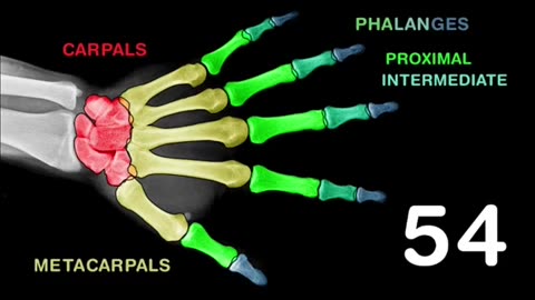 Anatomy and physiology