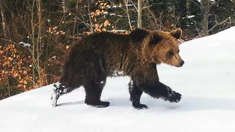 Skiing with the bear on the slope - 9 Martie 2021, Partia Cocosul Predeal Romania, by Mister Fox