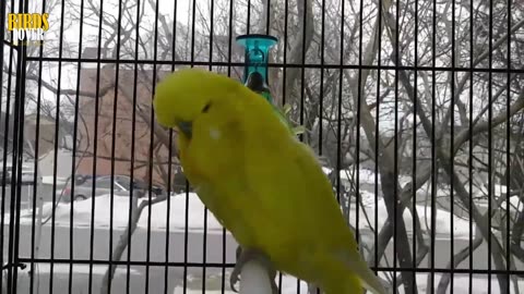 Budgies Care for Biggane's, How to Care Budgies step by step