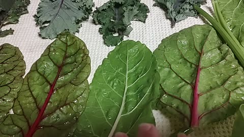 Community Garden Plot Haul