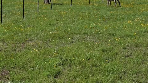 Happy Donkeys Enjoying Their Rotating Pasture Paradise