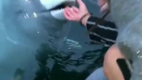 Beluga whale saves an iPhone from the sea